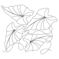 Caladium Pano 1