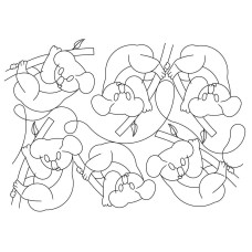 Koala Pano 1