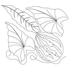 Leaf Pano 27