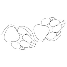 Wolf Paw Pano 01 Pattern