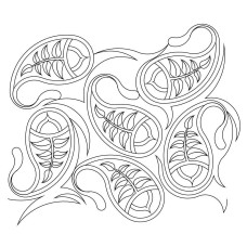 Botanical Paisley Pano 01 Pattern