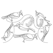 Blue Jay Pano Pattern