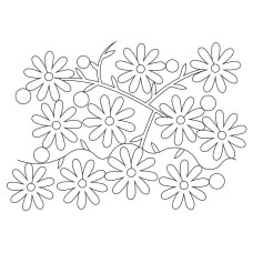 Sweet Daisy Pano