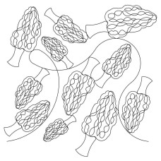 Morel Mushroom Pano